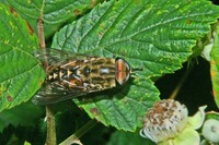 : Tabanus bovinus