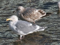 수리갈매기(Larus glaucescence)