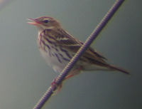 Anthus gustavi