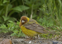 붉은머리멧새(Emberiza bruniceps)   | 새