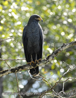 Photo of káně mangrovová Buteogallus subtilis Mangrove Black Hawk