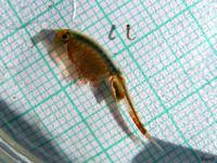 Eubranchipus grubii - Fairy Shrimp