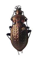 Carabus arcensis