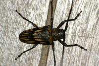 Jamesia multivittata