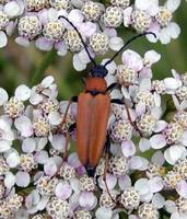 Stictoleptura rubra