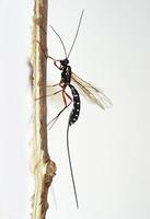 Rhyssa persuasoria - Giant Ichneumon