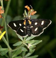 Anania funebris