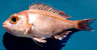 Dentex macrophthalmus, Large-eye dentex: fisheries, gamefish