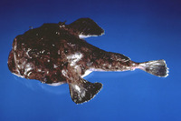 Lophius americanus, American angler: fisheries, gamefish