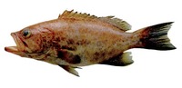 Mycteroperca cidi, Venezuelan grouper: fisheries