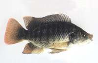 Oreochromis aureus, Blue tilapia: fisheries, aquaculture, aquarium, bait