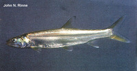 Elops affinis, Pacific ladyfish: fisheries, gamefish