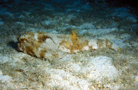 Ogcocephalus radiatus, Polka-dot batfish: