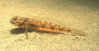 Ctenogobius boleosoma, Darter goby: