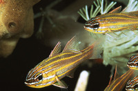 Apogon cyanosoma, Yellowstriped cardinalfish: aquarium