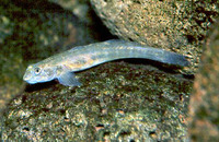 Lentipes concolor, : fisheries