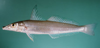 Sillago vincenti, Vincent's sillago: fisheries, aquaculture