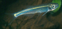 Chelaethiops elongatus, :