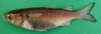 Mugil capurrii, Narrowhead grey mullet: fisheries