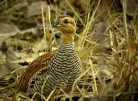 Schlegel's Francolin  (Ian Fulton)