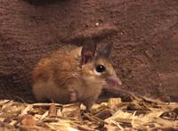 Image of: Acomys russatus (golden spiny mouse)