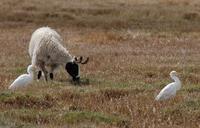 Image of: Bubulcus ibis (cattle egret), Ovis aries (mouflon)