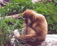 Image of: Hylobates lar (white-handed gibbon)