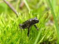 Bombina variegata - Yellow-Bellied Toad