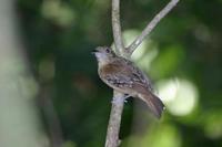 Thamnophilus punctatus - Slaty Antshrike