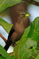 Quiscalus mexicanus - Great-tailed Grackle