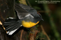 Myioborus miniatus - Slate-throated Redstart