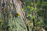 Protonotaria citrea - Prothonotary Warbler