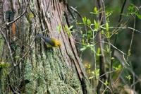 Protonotaria citrea - Prothonotary Warbler