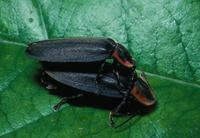 Image of: Lampyridae (fireflies and lightningbugs)