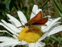 Image of: Thymelicus lineola (European skipper)