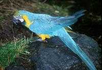 Ara ararauna - Blue-and-yellow Macaw