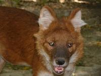 Cuon alpinus lepturus - Chinese Alpine Wolf