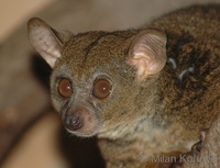 Otolemur garnettii - Small-eared Galago