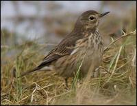 Image of: Anthus rubescens (American pipit)