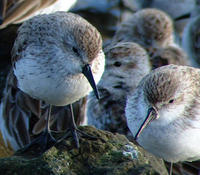 Image of: Calidris mauri (western sandpiper)