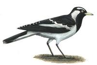 Image of: Grallina cyanoleuca (magpie-lark)