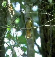 Image of: Onychorhynchus coronatus (royal flycatcher)