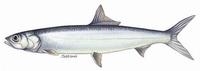 Image of: Elops saurus (ladyfish)