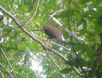 Tanimbar Scrubfowl - Megapodius tenimberensis