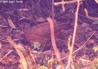 Red Spurfowl - Galloperdix spadicea