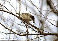 Orphean Warbler - Sylvia hortensis