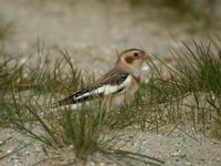 Snow Bunting - Plectrophenax nivalis