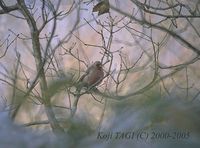 Long-tailed Rosefinch - Uragus sibiricus