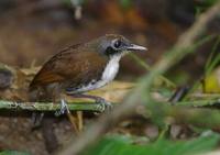 Bicolored Antbird (Gymnopithys leucaspis) photo