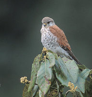 Newton's Kestrel (Falco newtoni) photo